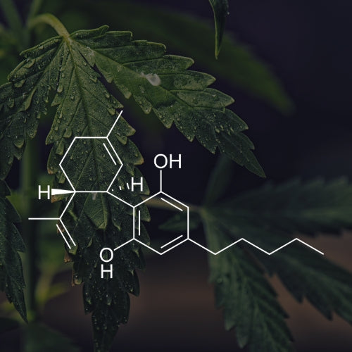 Full Spectrum CBD Hemp
