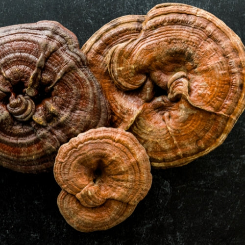 Real Reishi™ Mushroom extract