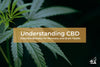 Understanding CBD: Potential Benefits for Recovery and Brain Health